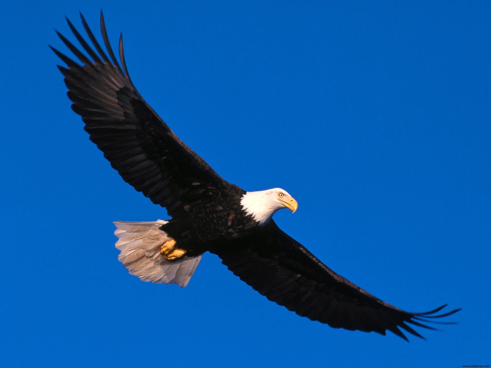 Eagle Soaring High177342646